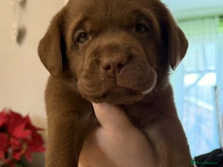 Labrador Retriever dogs gentle labrador retriever - Advert 17