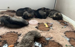 German Shepherd dogs for sale: Chunky GSD puppies from health tested parents  - Image 8