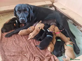 Labrador Retriever dogs 13 Red and Black Labrador puppies for sale - Advert 1