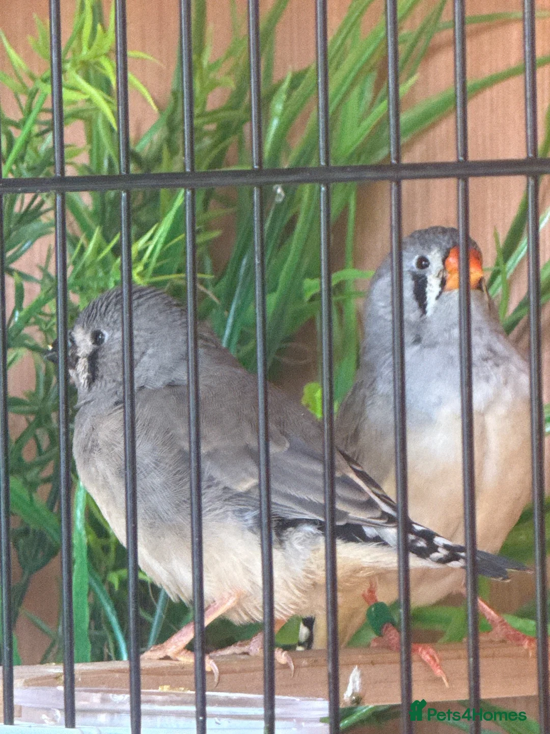 Finches birds for sale:  Female Zebra finches  - Advert 2