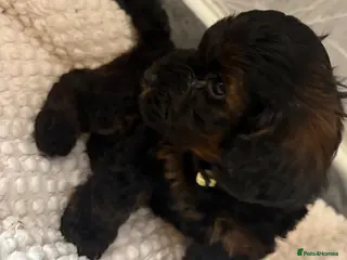Cockapoo dogs Stop scrolling we have perfection 👇🐶 - Advert 6