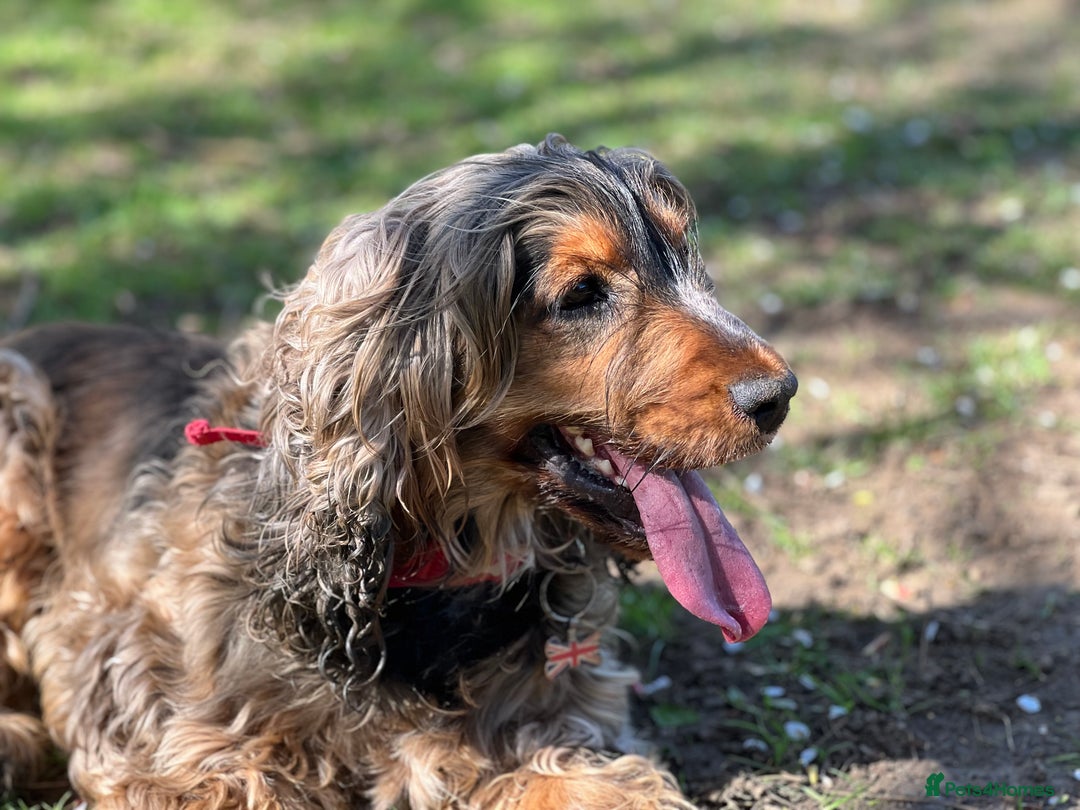Cocker Spaniel dogs for sale: Cocker Spaniel - Female - 7 years old - Advert 1