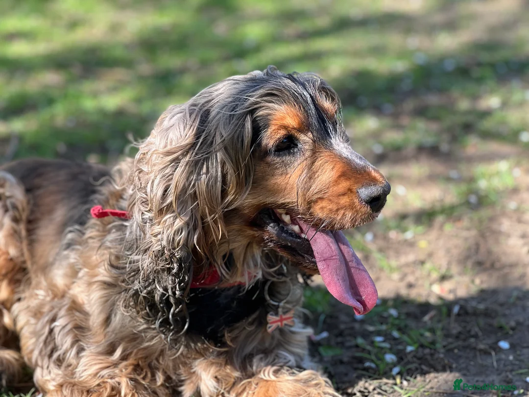 Cocker Spaniel dogs for sale: Cocker Spaniel - Female - 7 years old - Advert 1