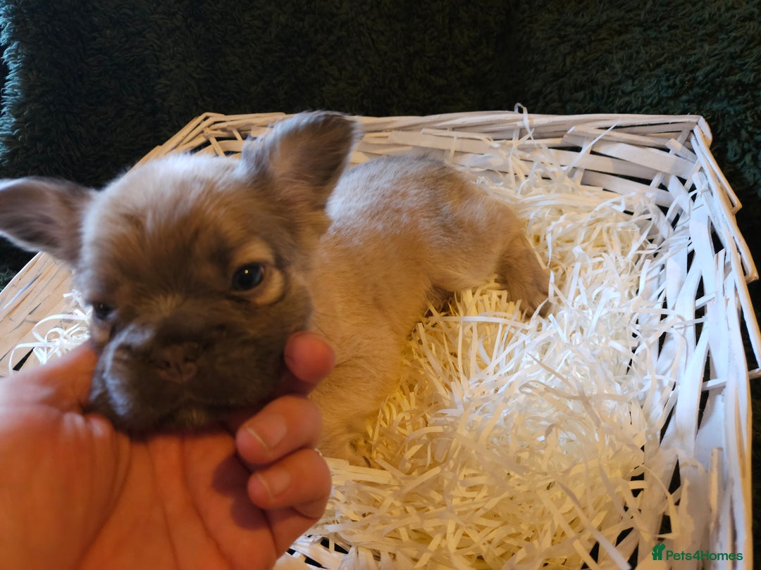 French Bulldog dogs for sale: KC French bulldogs READY FOR THEIR FOREVER HOME 💙 - Advert 22