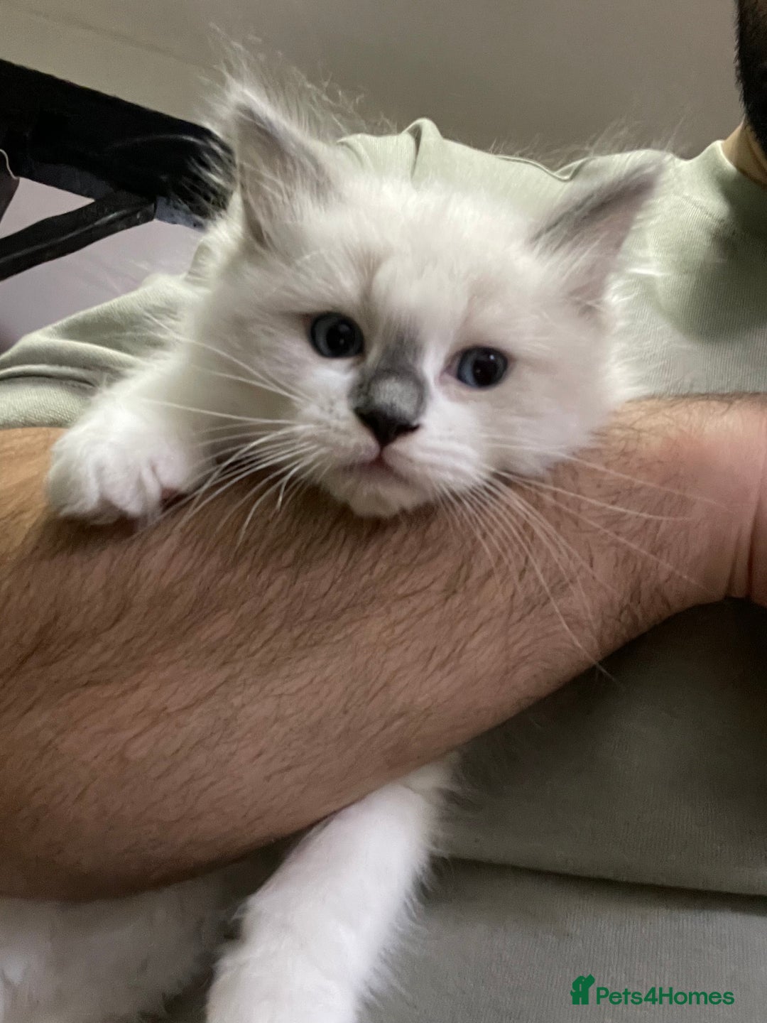 Ragdoll cats for sale: Reduced🌟CHAMPION🌟FATHER GCCF 🌟BLOODLINE RAGDOLL - Advert 27