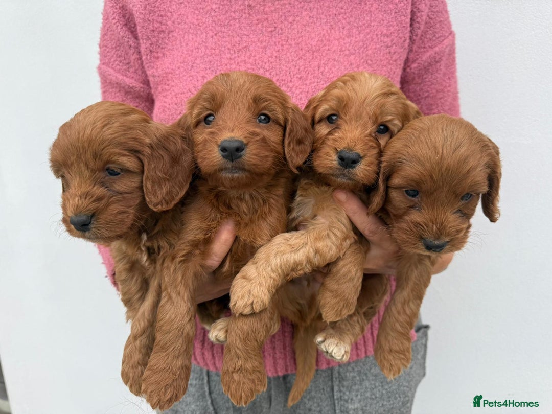 Cockapoo dogs for sale: Adorable Red Cockapoo F1 Puppies Waiting List - Image 1