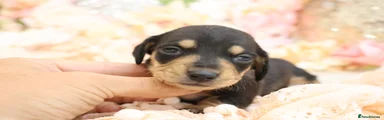 BLACK AND TAN GIRL