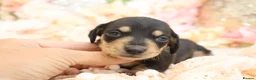Miniature Dachshund dogs for sale: KC Miniature Dachshund Puppies - Advert 8