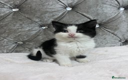 Bengal cats for sale: Bengal X kittens - Image 12