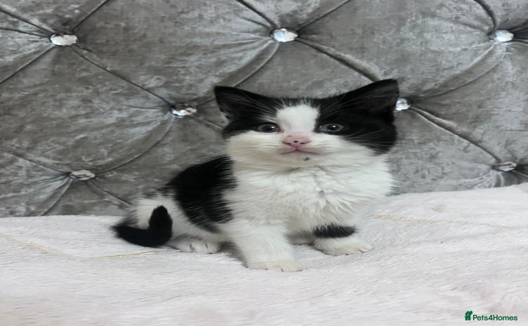 Bengal cats - Advert 1