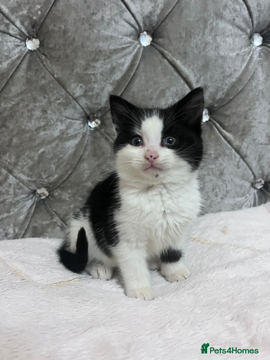 Bengal cats for sale: Bengal X kittens - Image 12