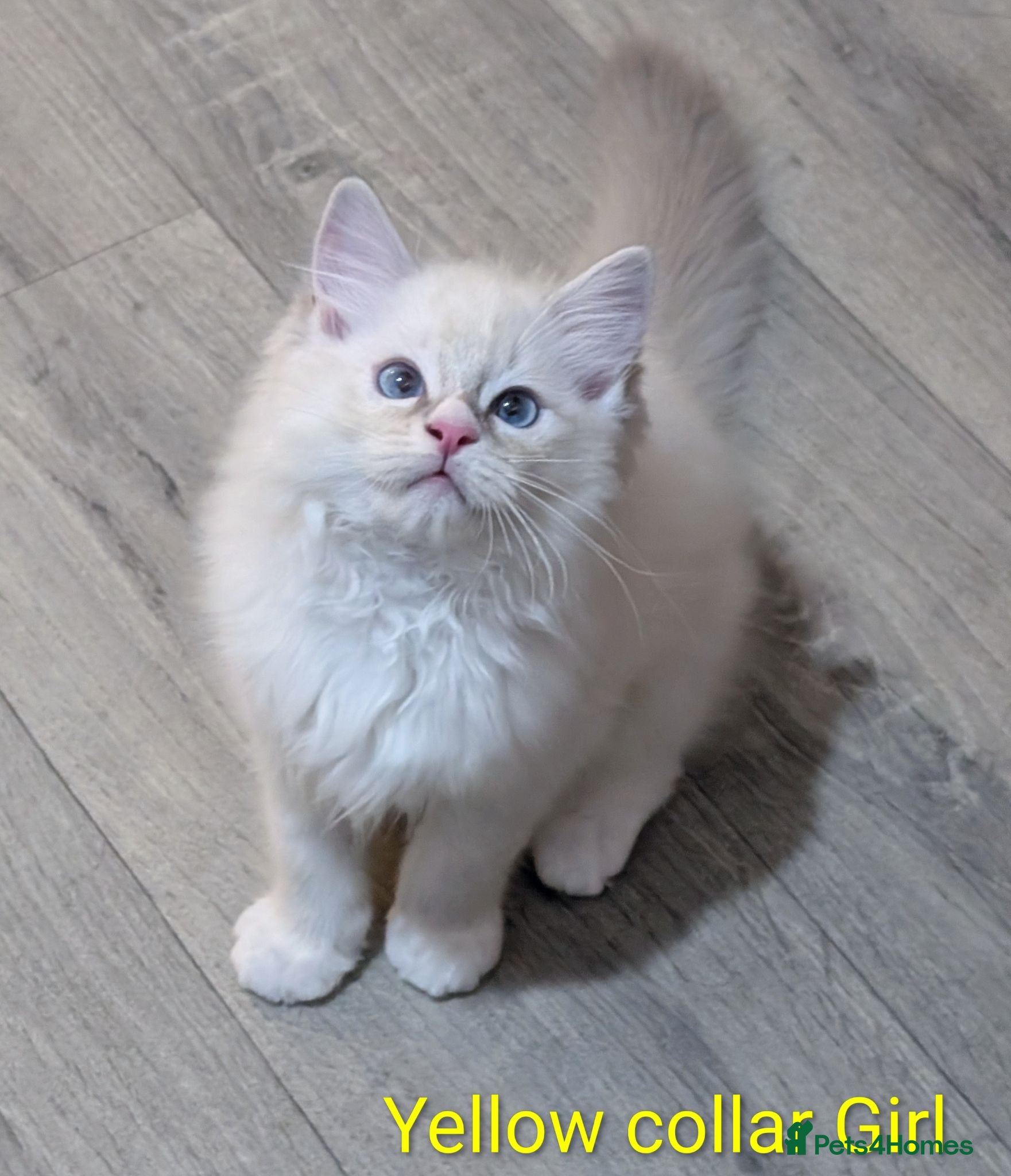 Ragdoll cats Grand champion lines TICA Ragdoll kittens  - Advert 7