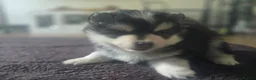 Pomsky dogs for sale: Mirco Pomsky Puppys For Sale - Advert 2