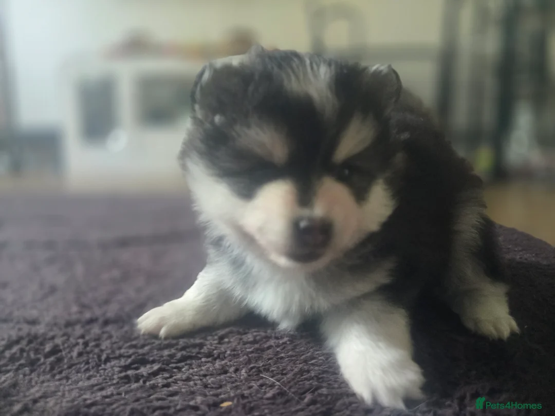 Pomsky dogs for sale: Mirco Pomsky Puppys For Sale - Advert 2