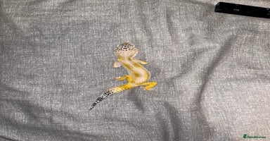 Leopard Gecko reptiles - Advert 3