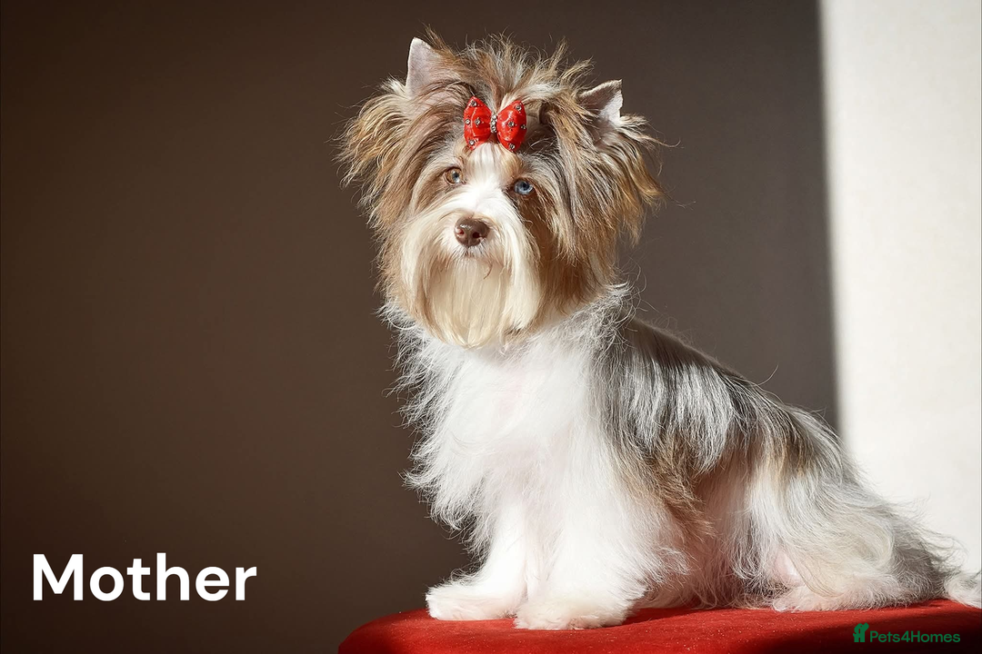 Yorkshire Terrier dogs for sale: Small Blonde Yorkie girl ready now - Advert 18