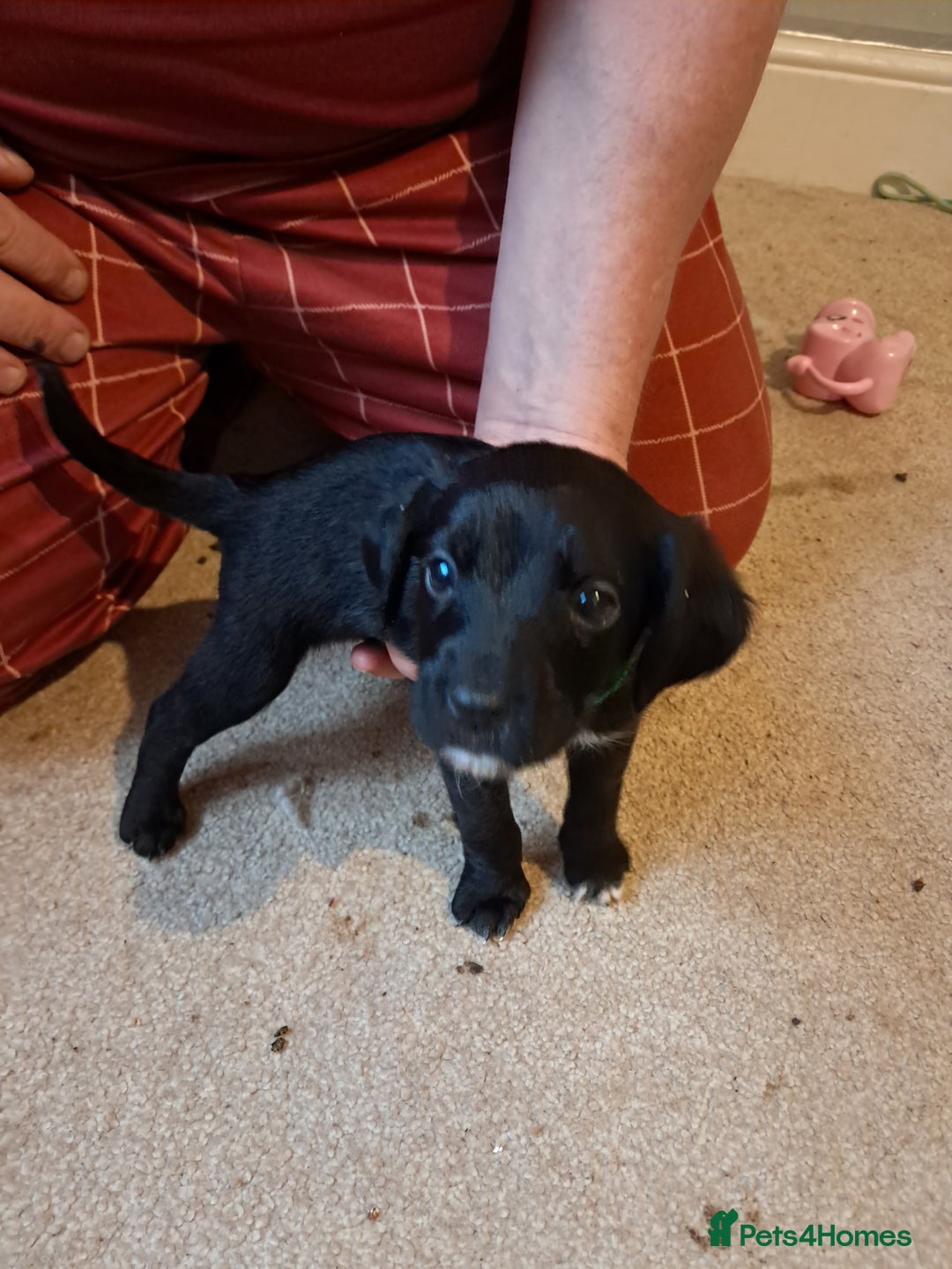 Mixed Breed dogs for sale: Splurcherpoo puppys - Advert 20