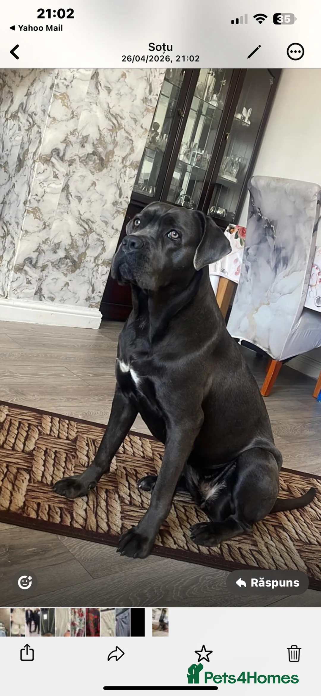 Cane Corso dogs for sale: Cane Corso  - Advert 1
