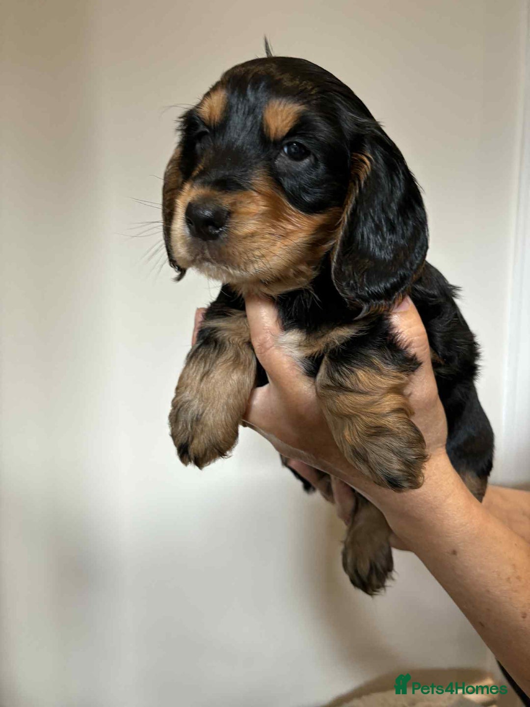 Cocker Spaniel dogs for sale: Pure show type dna health tested KC reg parents  - Image 13