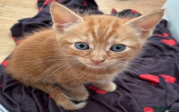 Mixed Breed cats for sale: Ginger male ready for home!  - Image 3