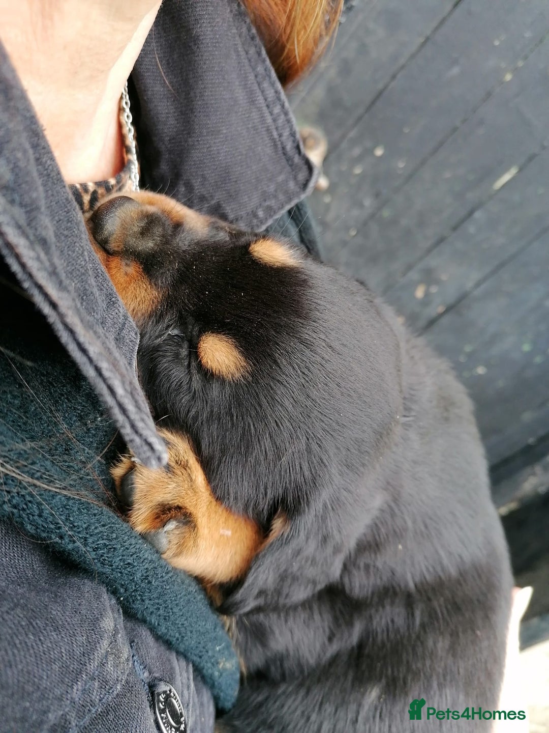 Rottweiler dogs for sale: 6 Chunky Rottweiler Puppies  - Image 9