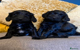 Cockapoo dogs for sale: F1 Cockapoo puppies boys - Image 6