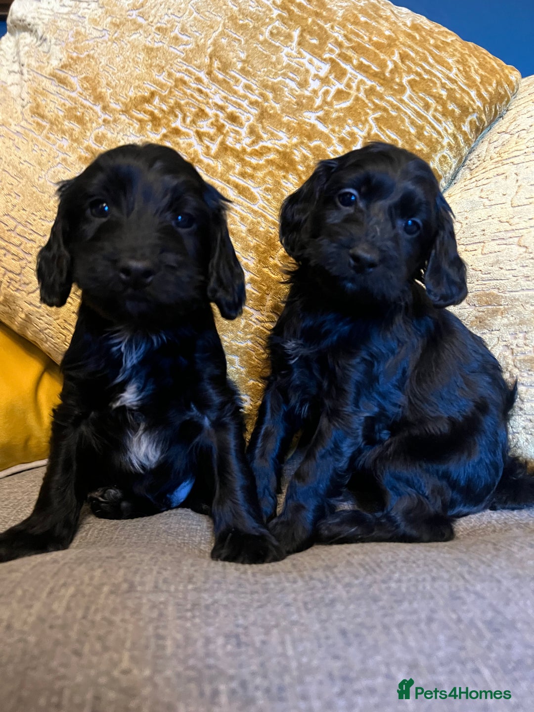 Cockapoo dogs for sale: F1 Cockapoo puppies boys - Image 6