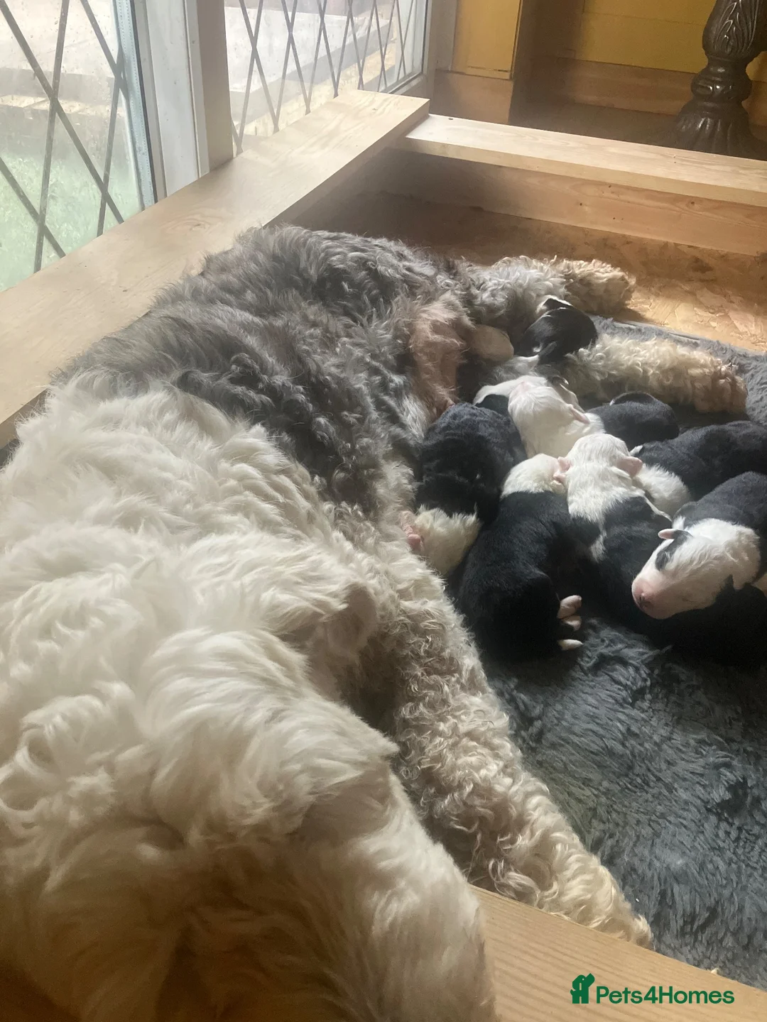Old English Sheepdog dogs for sale: Kc Registered Old English Sheepdog - Advert 14