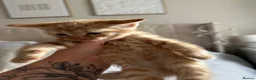 American Shorthair cats for sale: 2 Ginger/Blonde boys , 4 calico girls - Advert 12