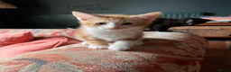 Mixed Breed cats for sale: Four varied mixed breed kittens - Advert 6