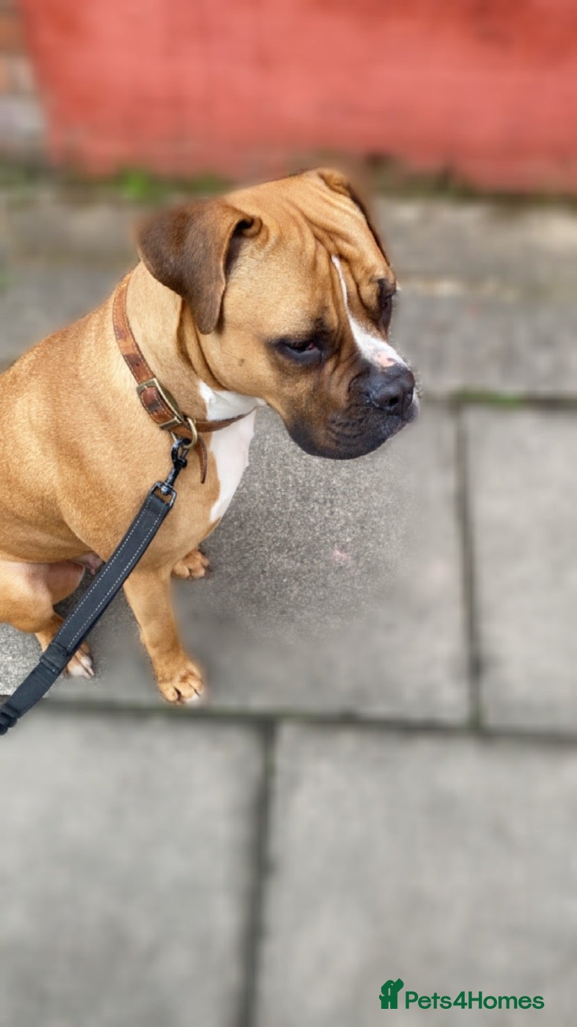 Mixed Breed dogs Puppies for sale - Advert 9