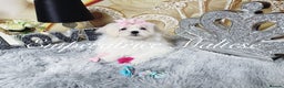 Maltese dogs for sale: Emperatrice Maltese-Korean Line Show Maltese KC Re - Advert 1