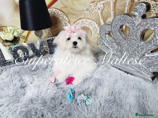 Maltese dogs Emperatrice Maltese-Korean Line Show Maltese KC Re - Advert 12