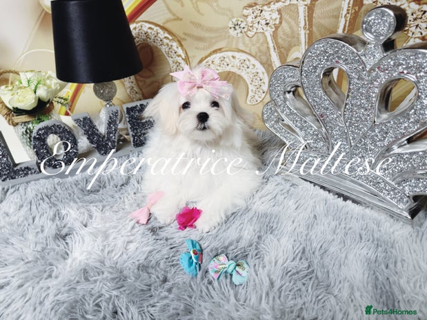 Maltese dogs - Advert 6