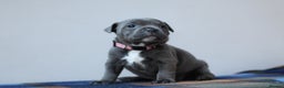Staffordshire Bull Terrier dogs for sale: SBT CHAMPION BLOODLINE FURY & CLEO - Advert 8