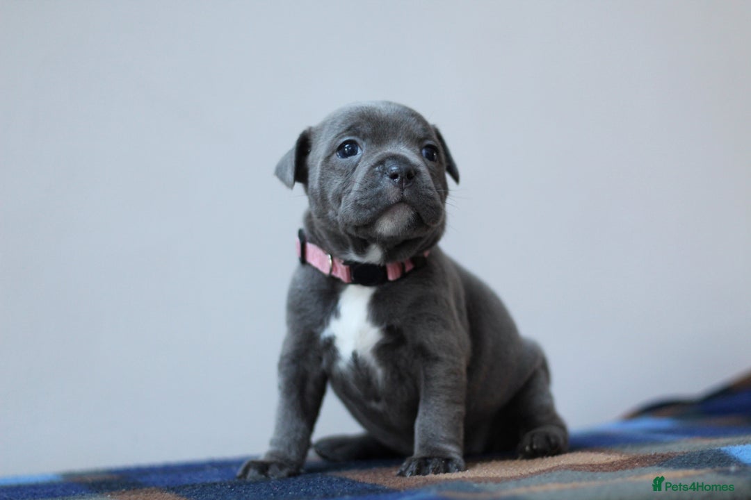 Staffordshire Bull Terrier dogs for sale: SBT CHAMPION BLOODLINE FURY & CLEO - Advert 8