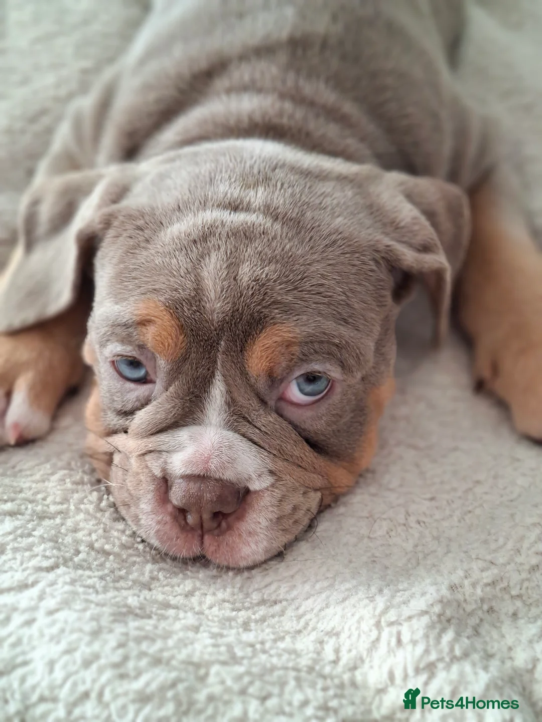 Old Tyme Bulldog dogs for sale: Old tyme bulldog puppies for sale - Advert 2