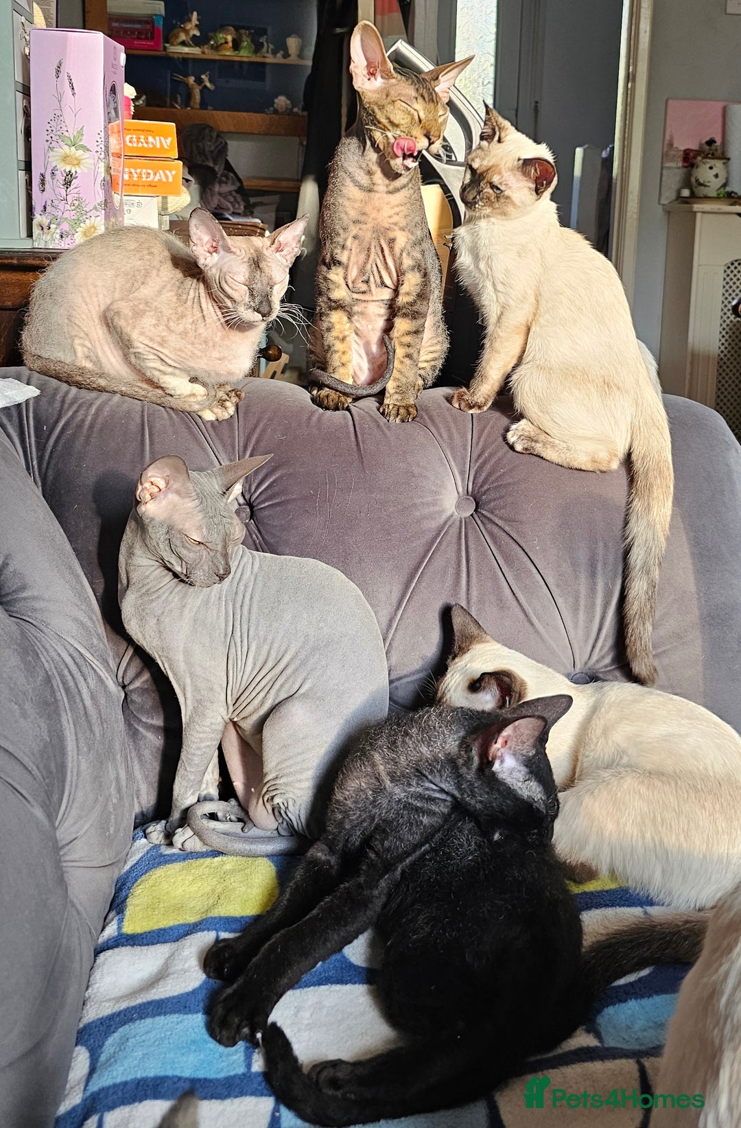 Sphynx cats for sale: Sphynx x Siamese kittens - Image 31
