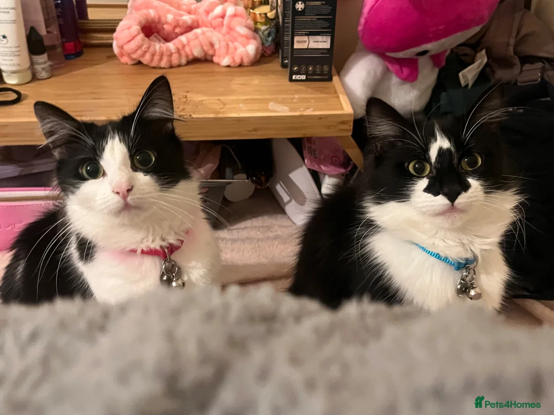 Domestic Shorthair cats for sale: 2 Black and White Cats  - Advert 36