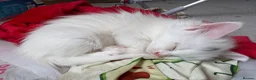 Maine Coon cats for sale: Maine Coon Mix Kittens!  in Alness - Advert 4