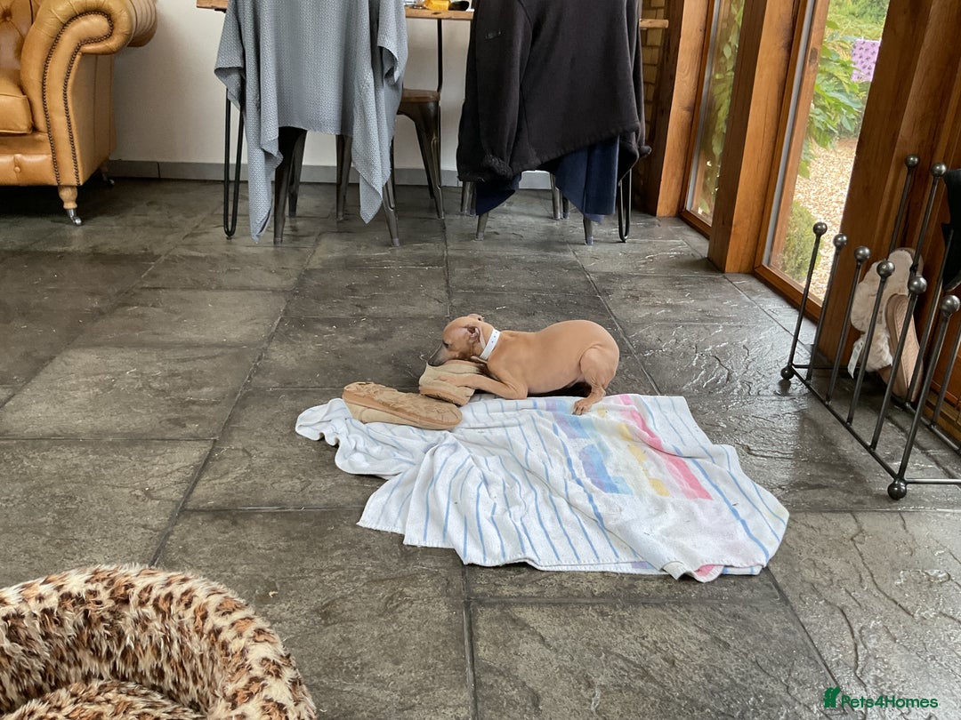 Italian Greyhound dogs for sale:  Beautiful Italian greyhound puppies  - Image 27