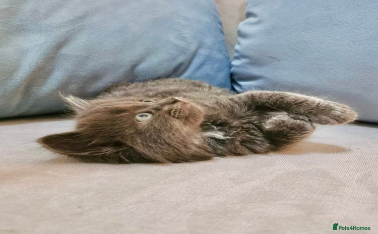 Maine Coon cats - Advert 7