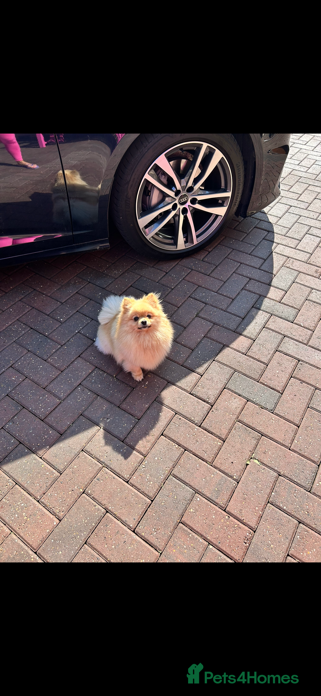 Pomeranian dogs for sale: Bella from Russia 🇷🇺  - Image 5