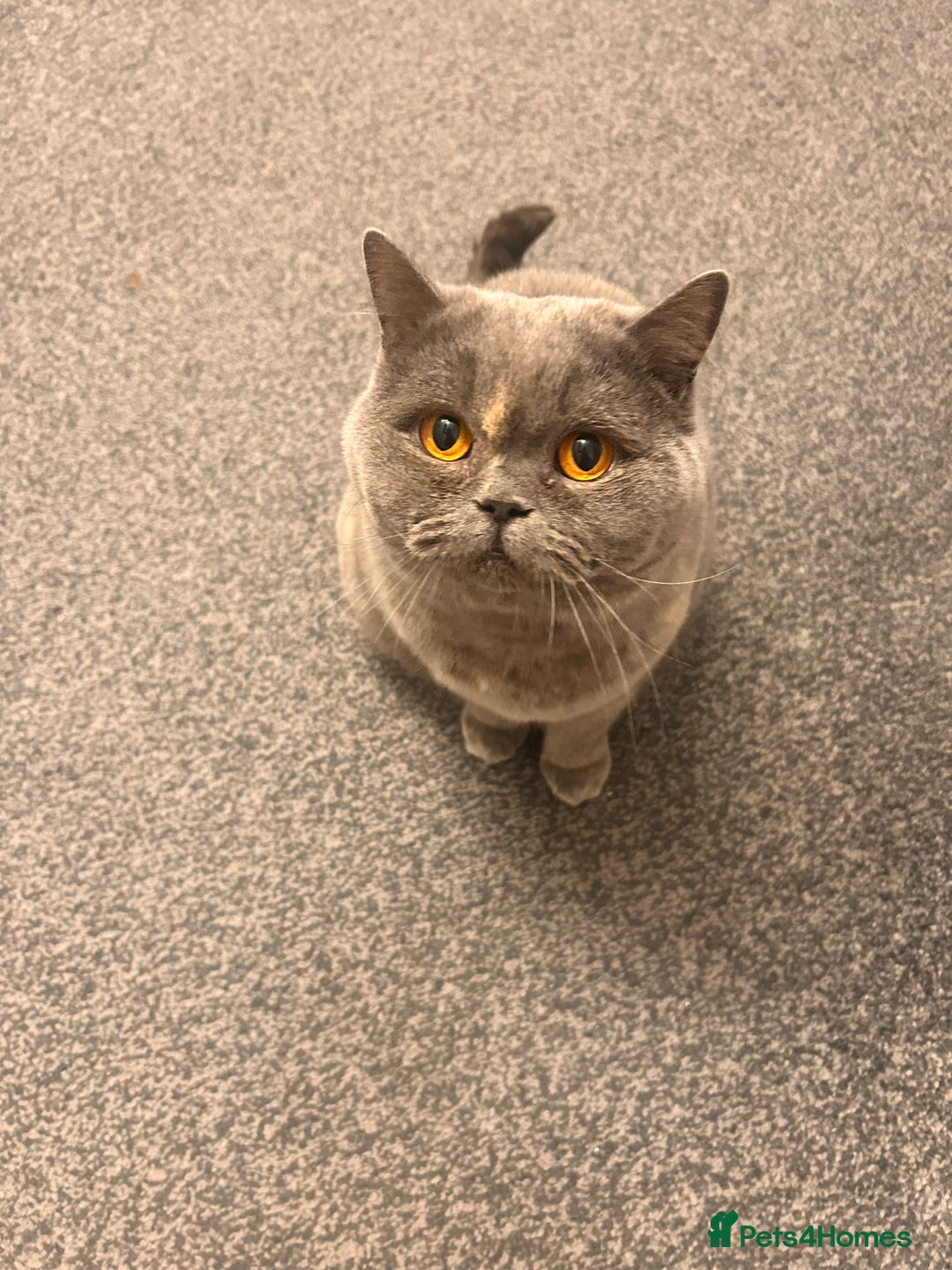 British Shorthair cats for sale: Beautiful girl bsh 2 y/o - Advert 2