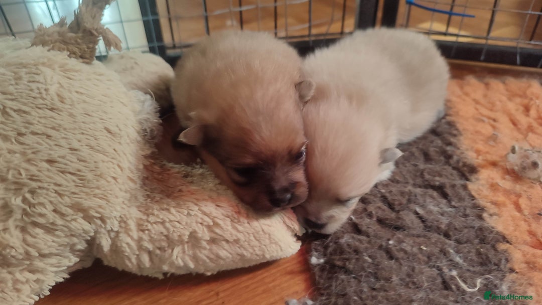 Pomeranian dogs for sale: Top Quality -KC registered  - Image 15