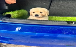 Golden Retriever dogs for sale: CREAM KC REG GOLDEN RETRIEVER TOP BLOODLINE  - Image 5