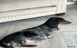 Miniature Dachshund dogs for sale: KC registered longhair Piebald puppies  - Image 5