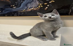 Russian Blue cats for sale: 🏅TOP Quality GCCF Reg Russian Blue Kittens🏆 - Image 6