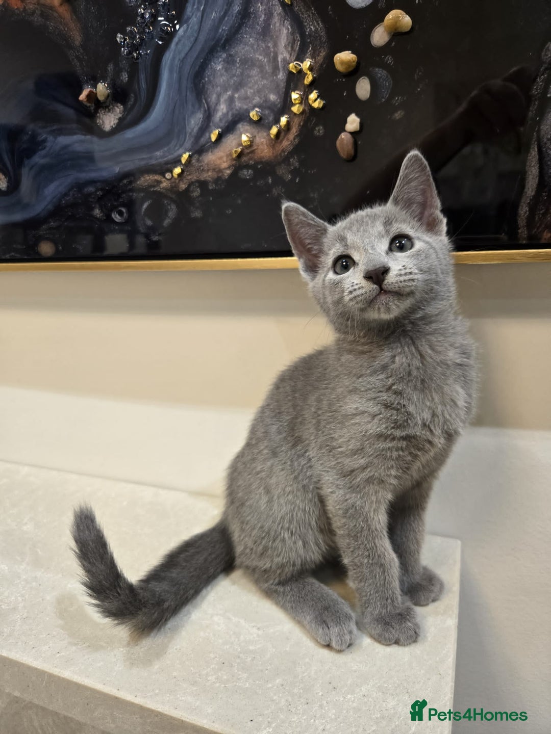 Russian Blue cats for sale: 🏅TOP Quality GCCF Reg Russian Blue Kittens🏆 - Image 6