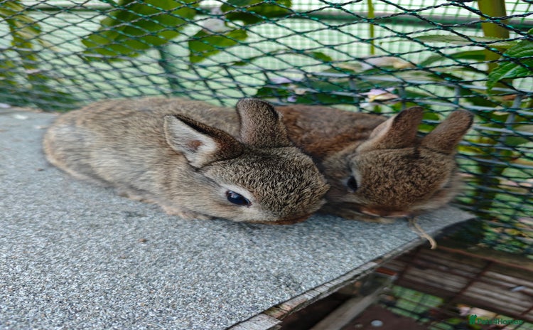 Netherland Dwarf rabbits - Advert 5
